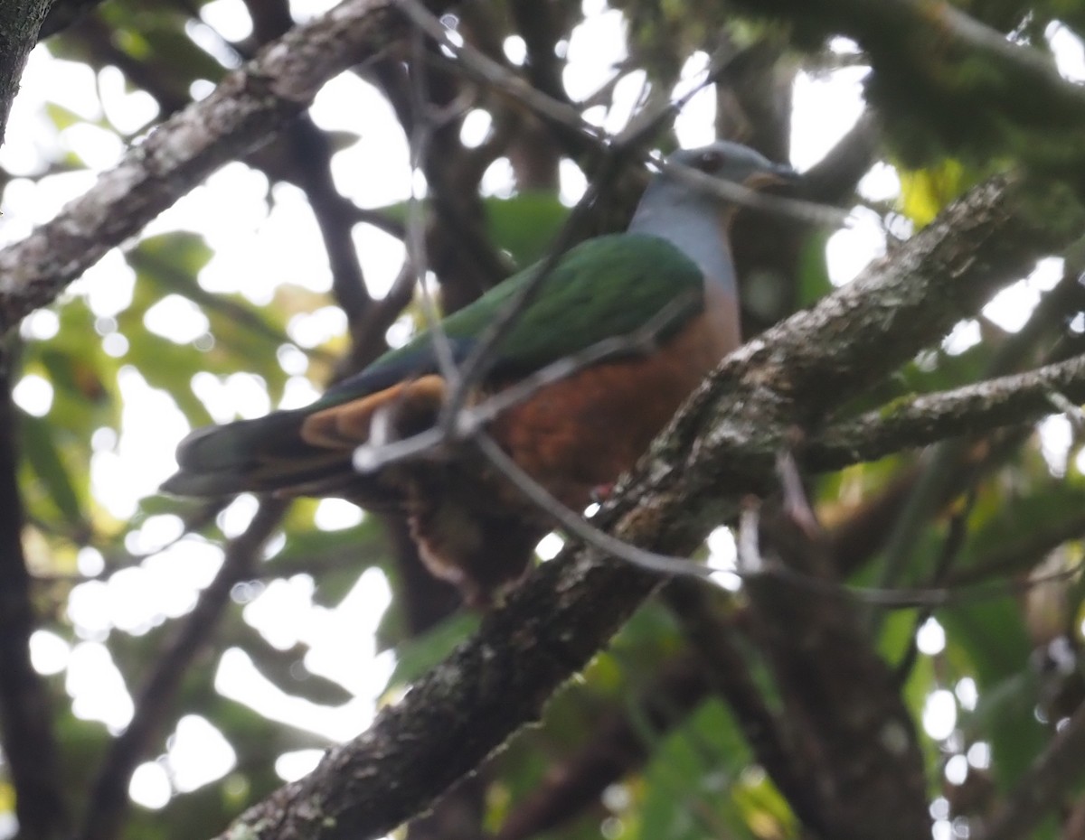 Rufescent Imperial-Pigeon - ML573074511