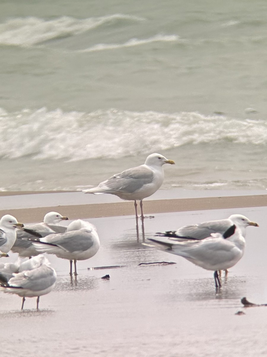 Gaviota Groenlandesa - ML573074521