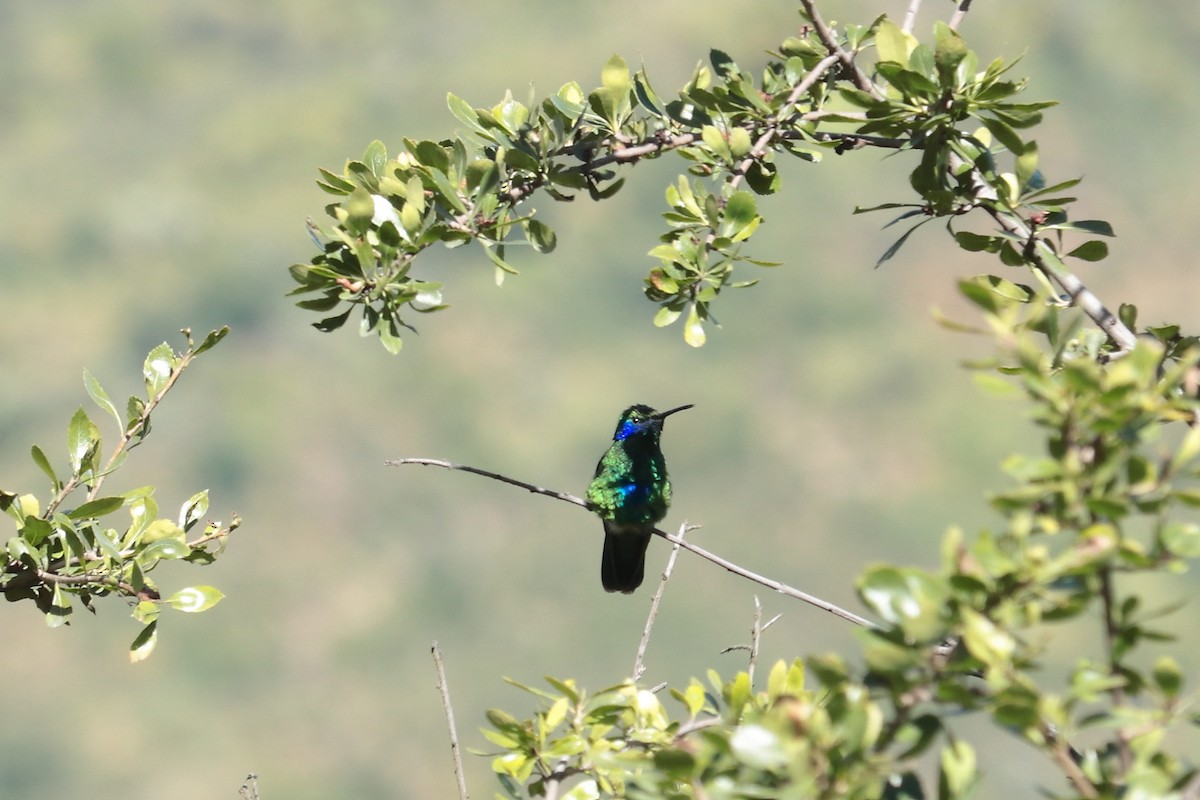 kolibřík modrolící - ML573074721
