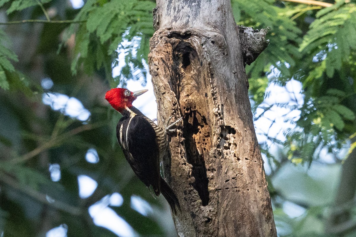 Pale-billed Woodpecker - ML573074941