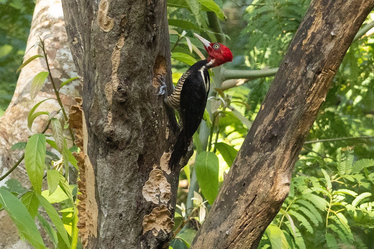 Pale-billed Woodpecker - ML573075011