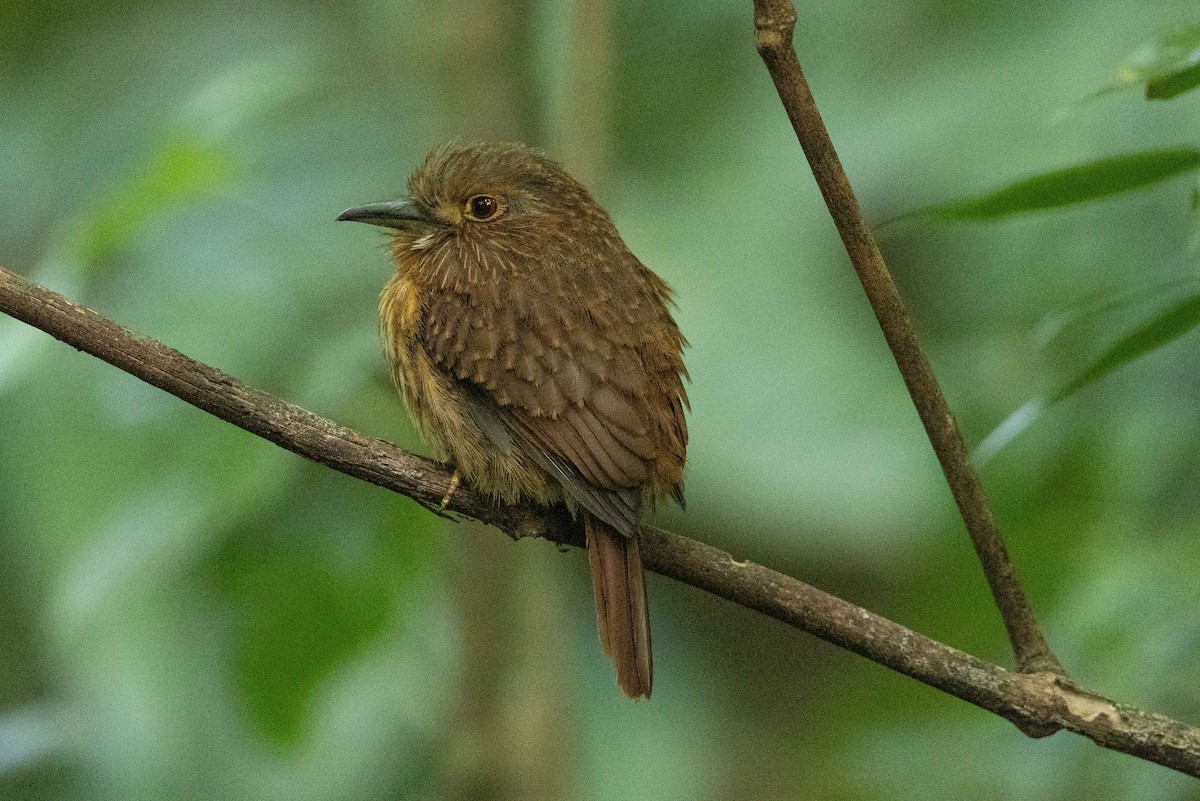 White-whiskered Puffbird - ML573076181