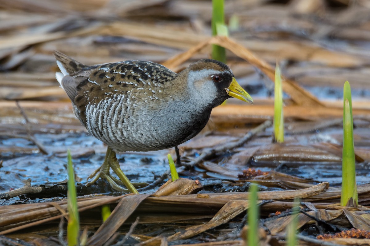 Polluela Sora - ML573076961