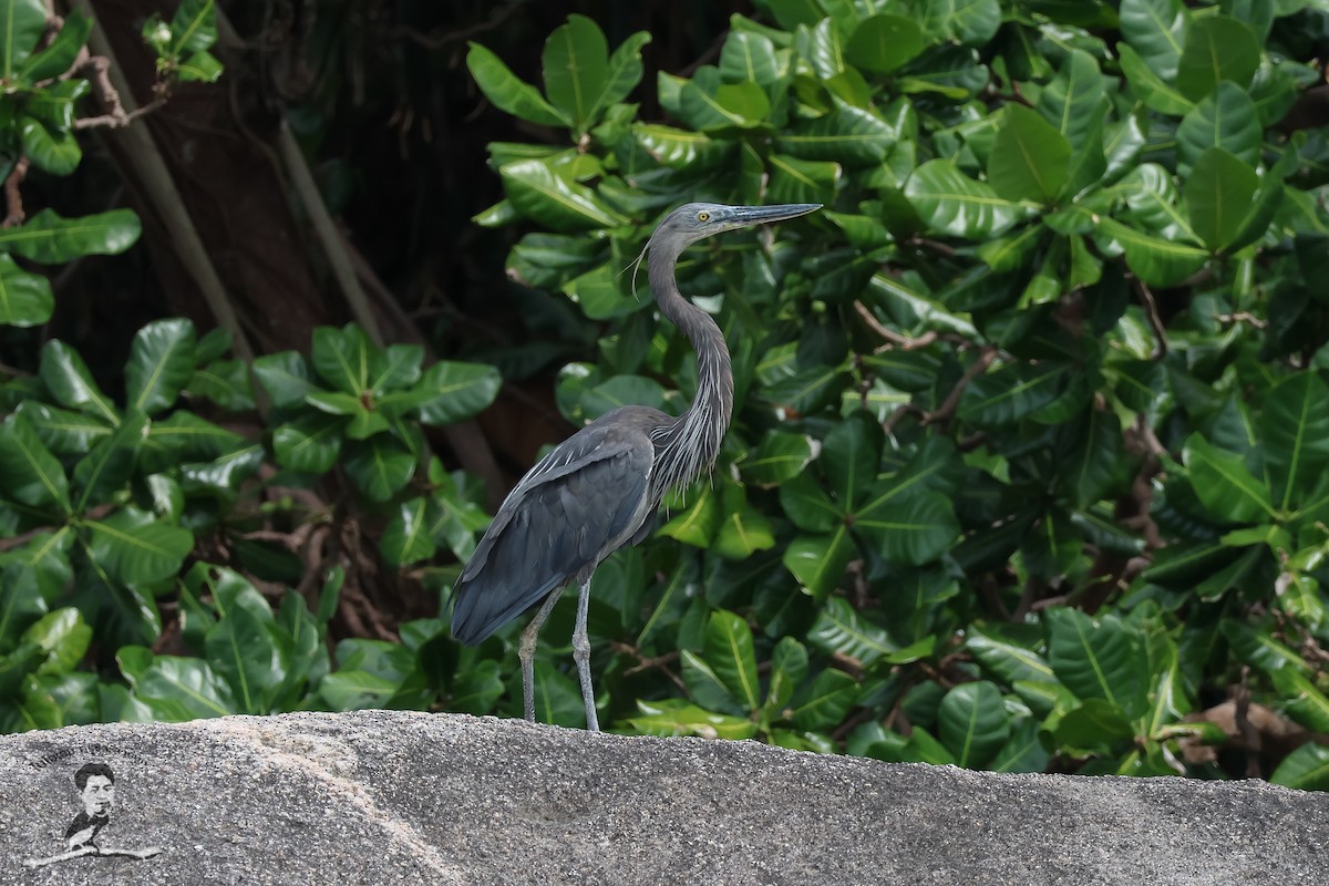 Great-billed Heron - ML573077141