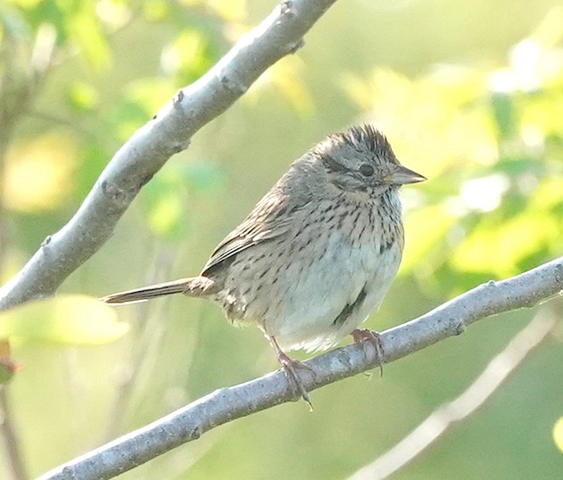 Lincoln's Sparrow - ML573077491