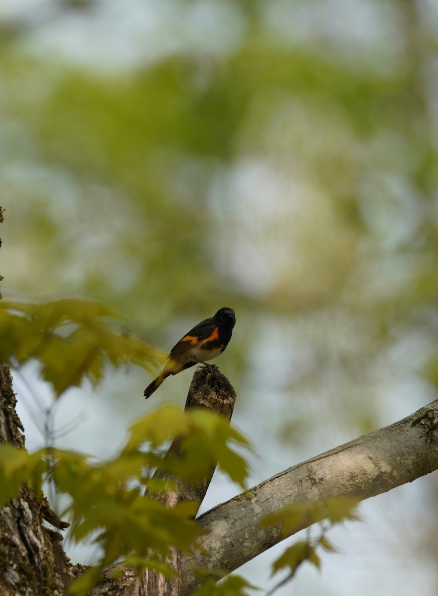 American Redstart - ML573077571