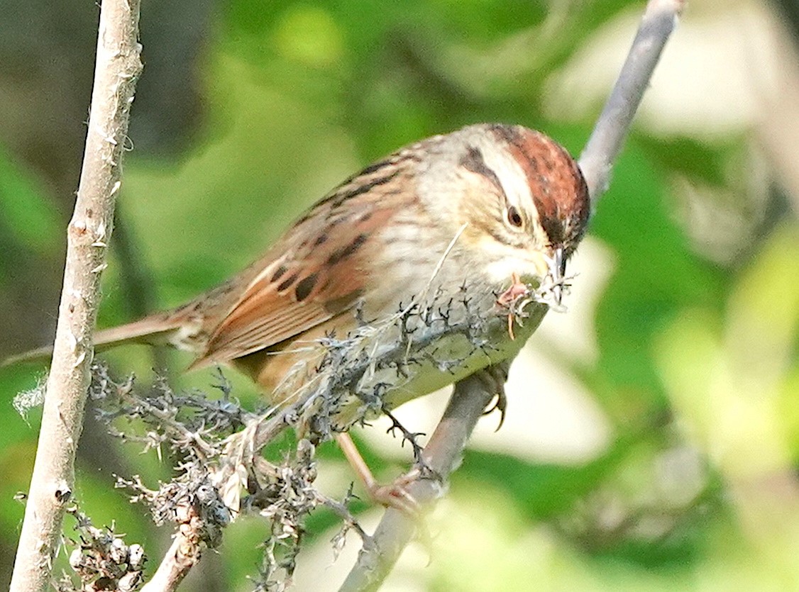 Swamp Sparrow - ML573077611