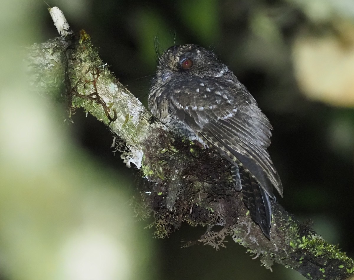 Mountain Owlet-nightjar - Stephan Lorenz