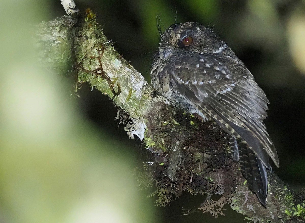 Mountain Owlet-nightjar - ML573078951