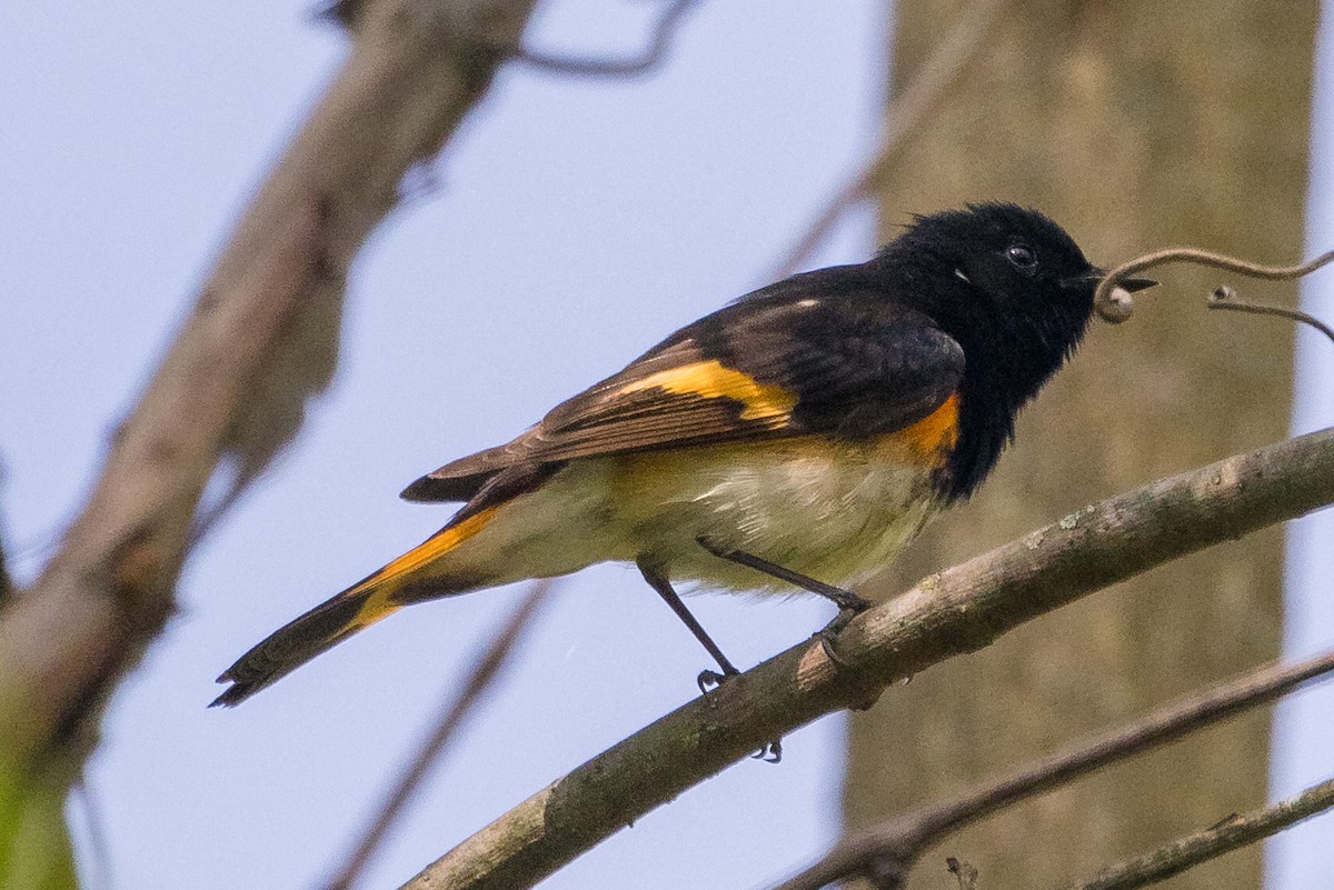 American Redstart - ML573079341