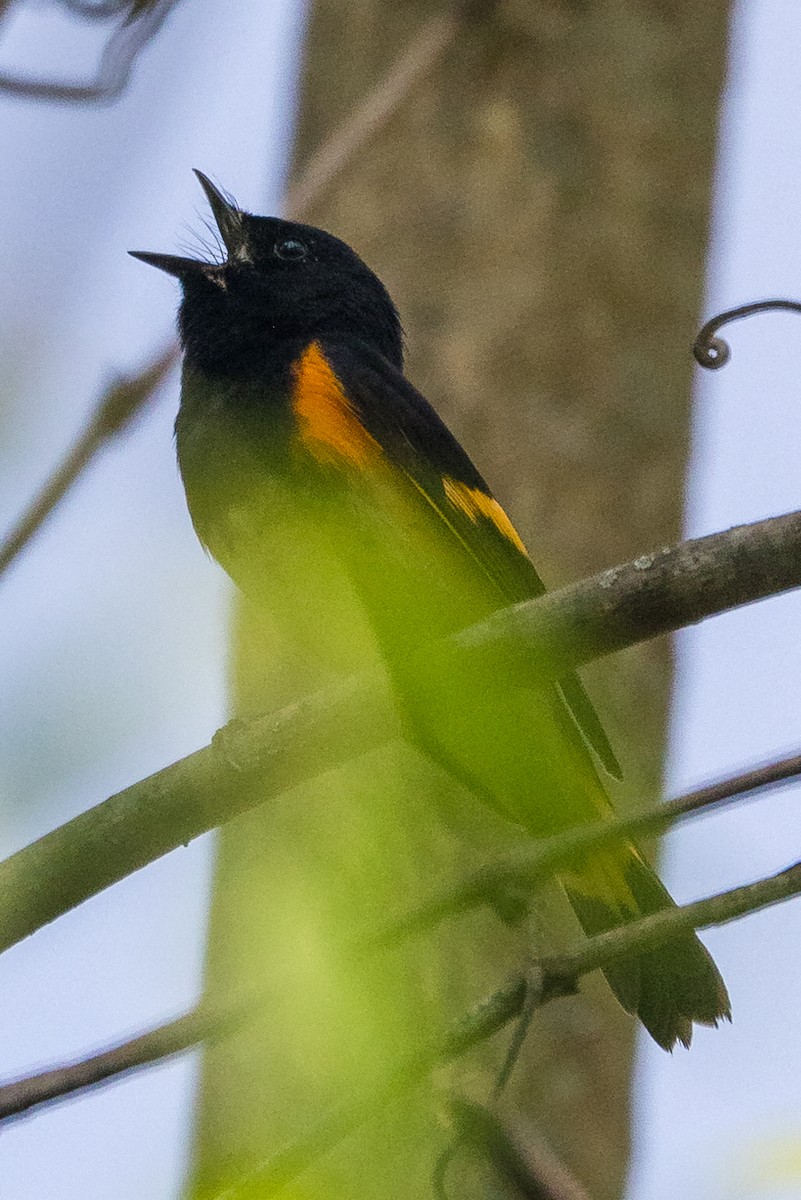 American Redstart - ML573079351