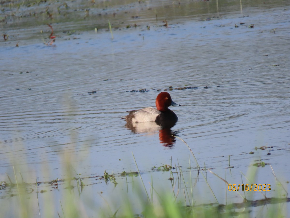 Fuligule à tête rouge - ML573079411