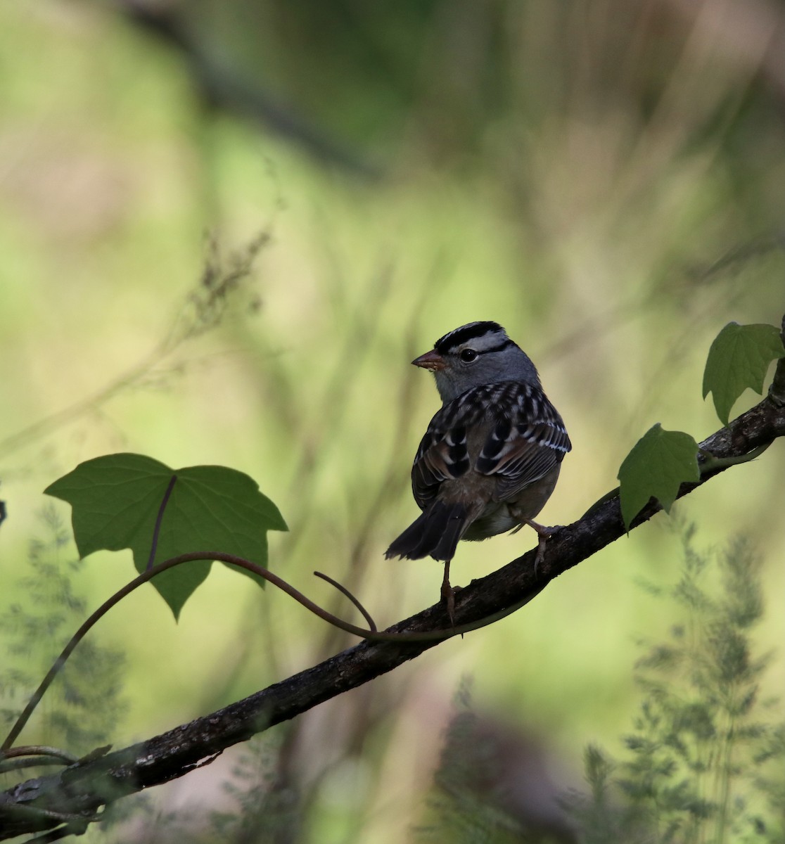 White-crowned Sparrow - Kim  Garrison