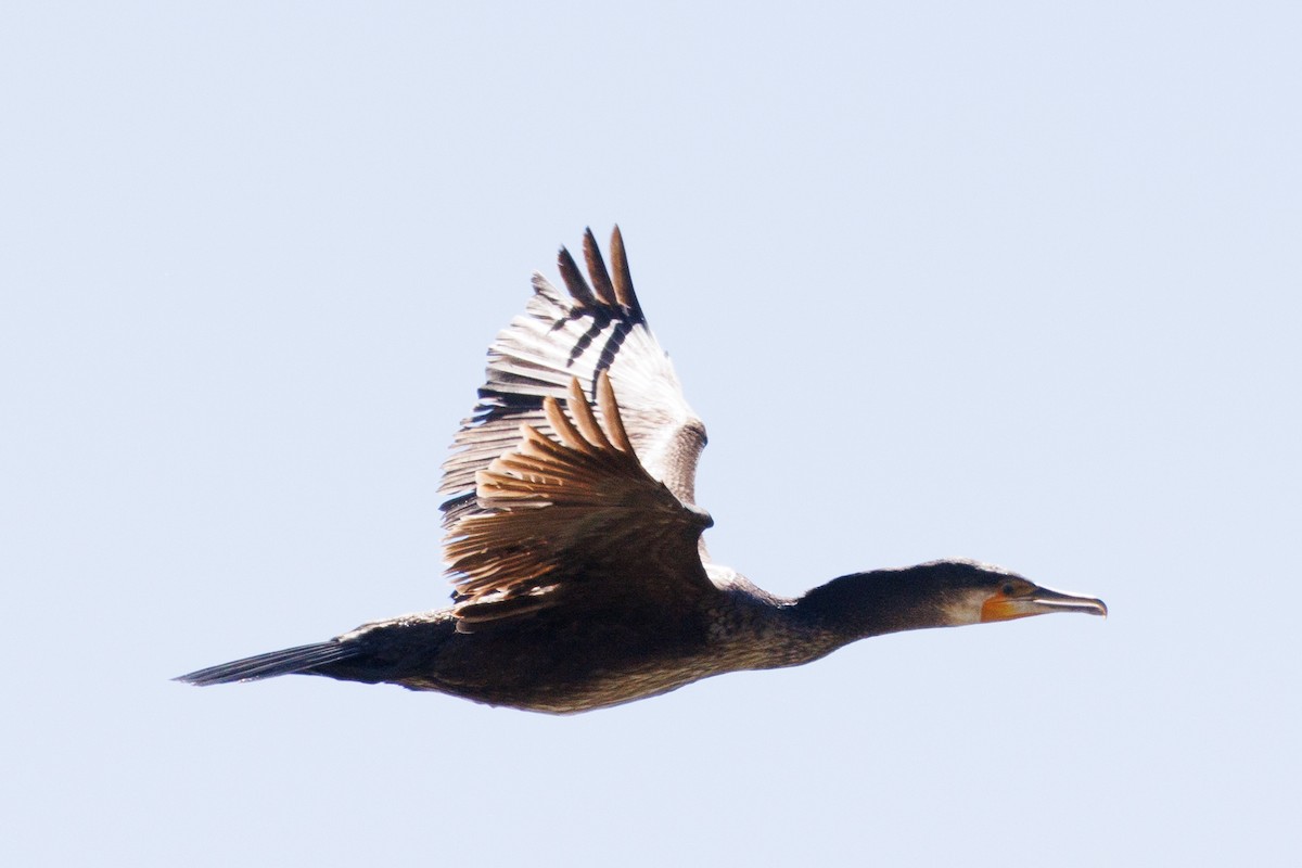 Great Cormorant - ML573080781