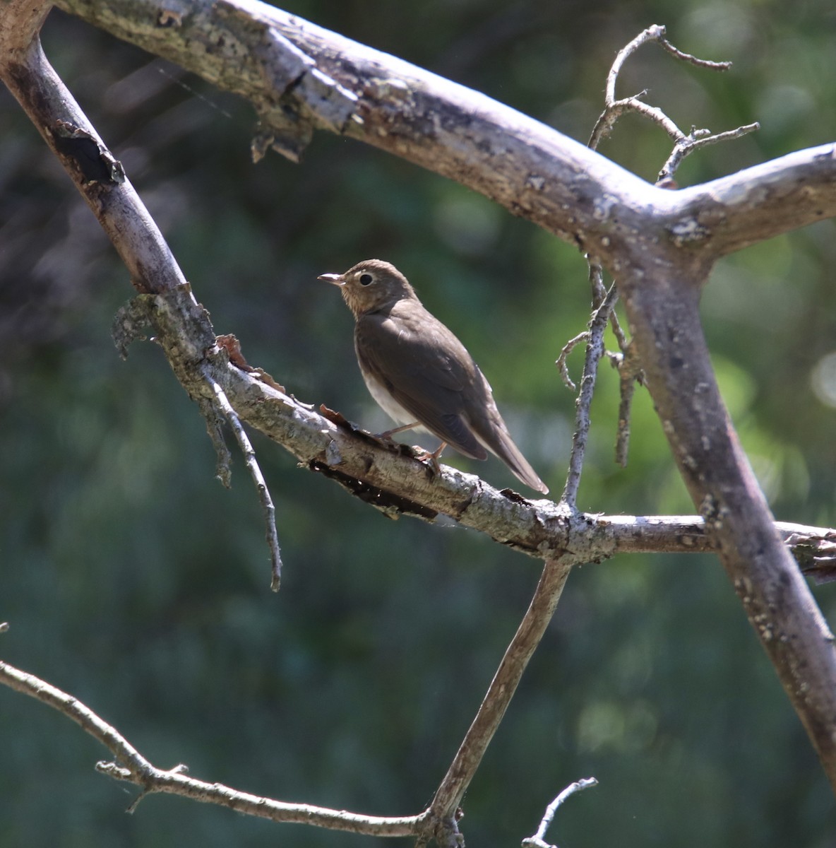 Swainson's Thrush - ML573080791