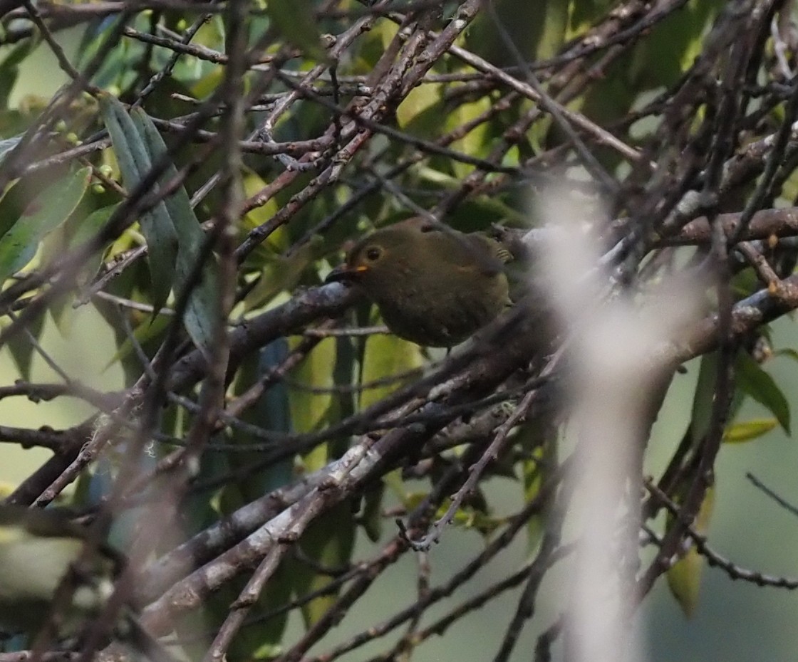 Streaked Berrypecker - ML573080921