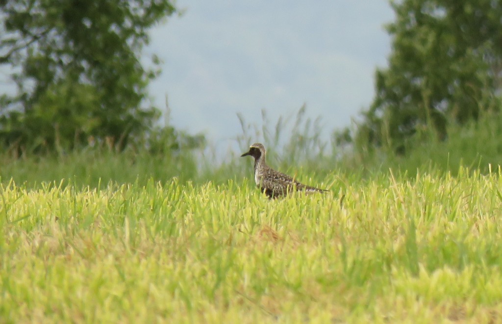 Black-bellied Plover - ML573081191