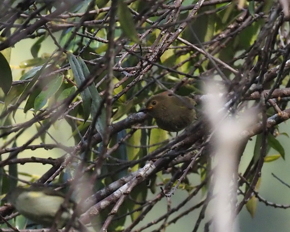 Streaked Berrypecker - ML573081201