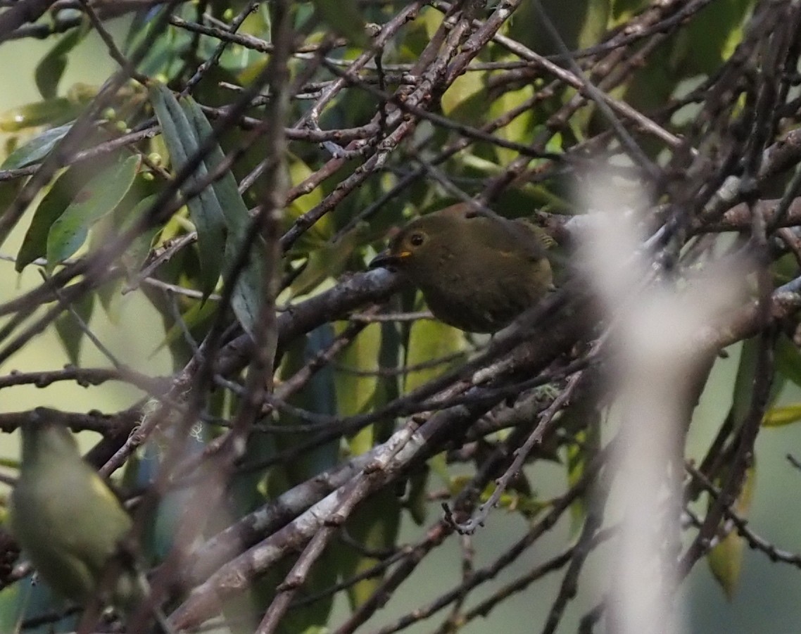 Streaked Berrypecker - ML573081371