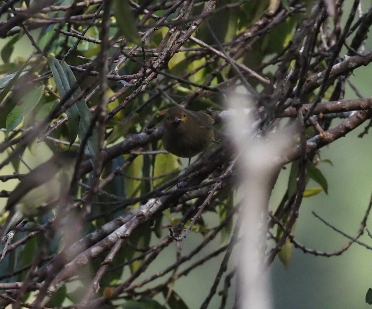 Streaked Berrypecker - ML573081541