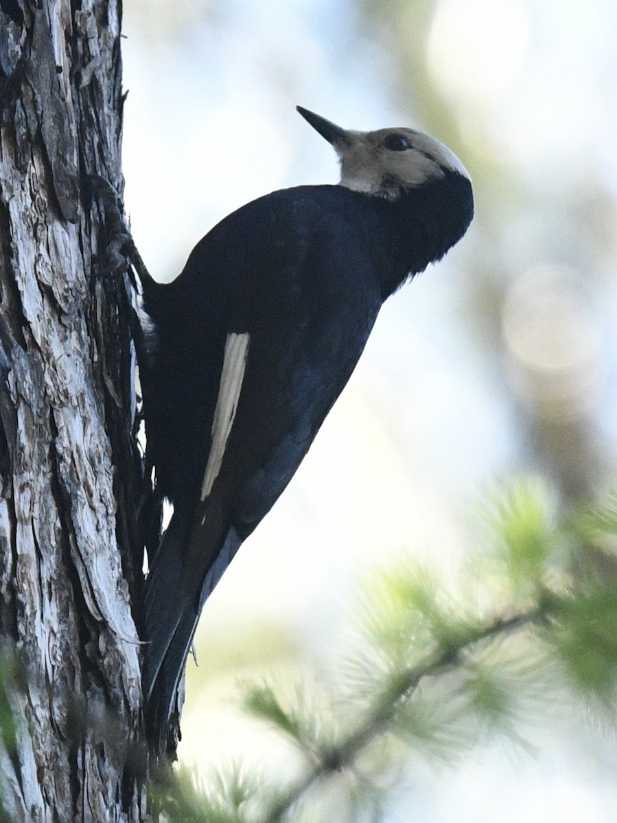 White-headed Woodpecker - ML573081561