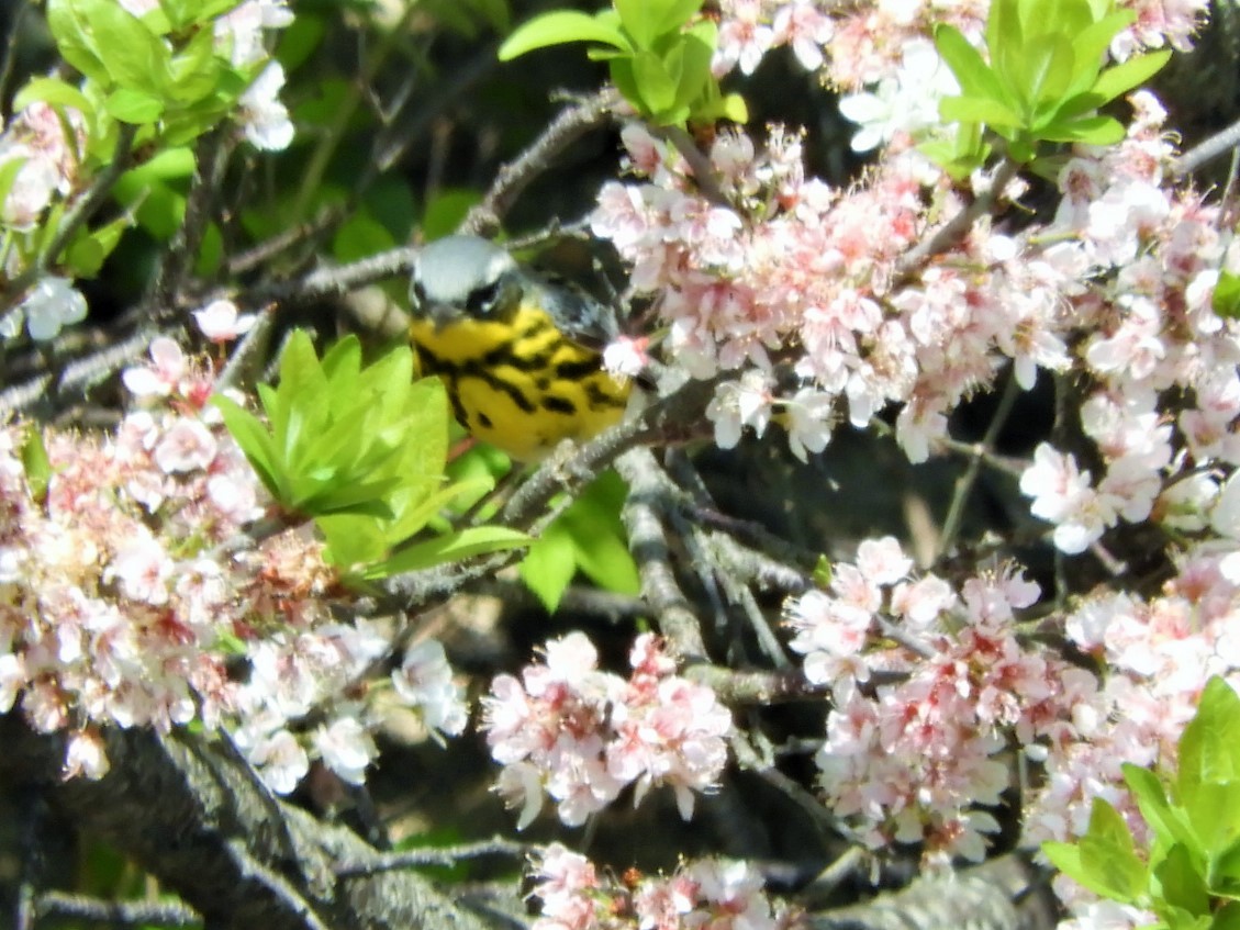 Magnolia Warbler - ML573081611