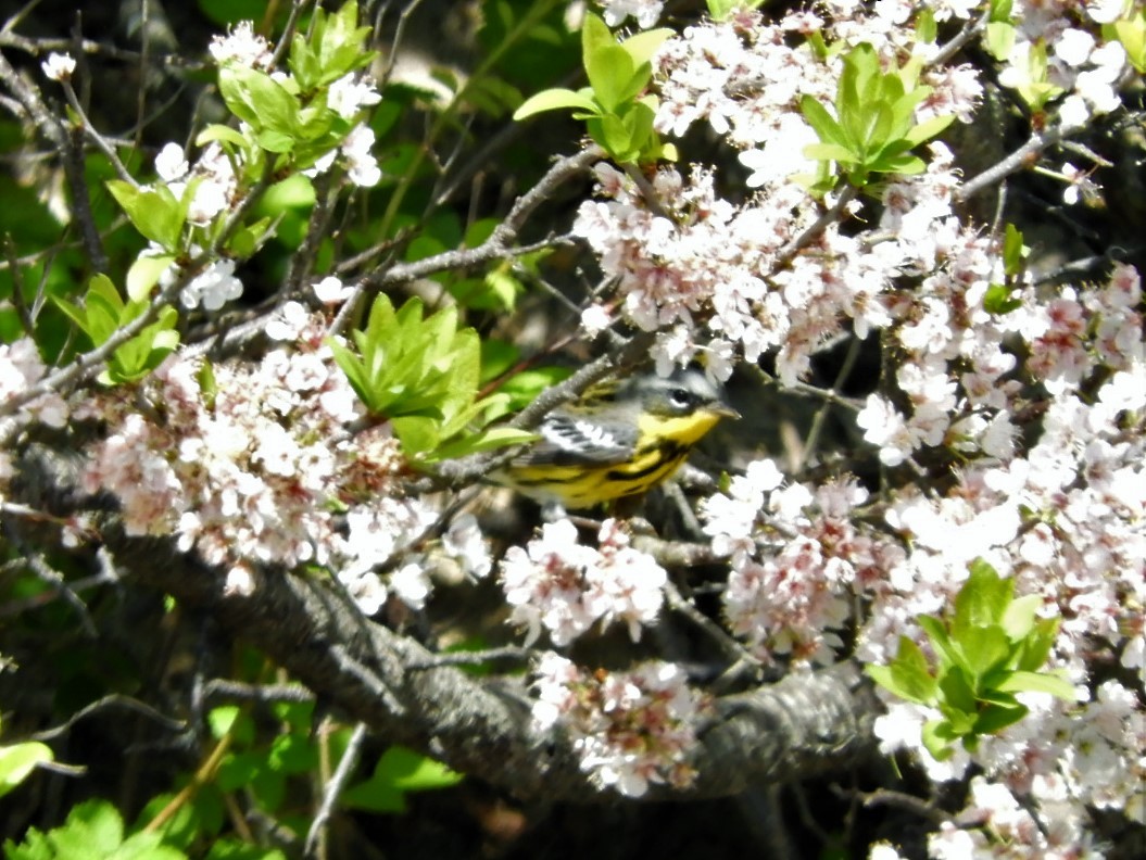 Magnolia Warbler - ML573081641