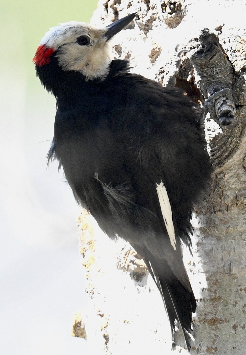 White-headed Woodpecker - ML573081671