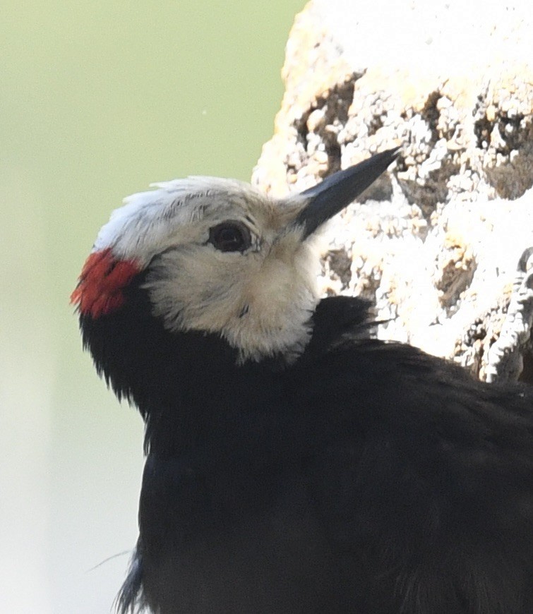 White-headed Woodpecker - ML573081681