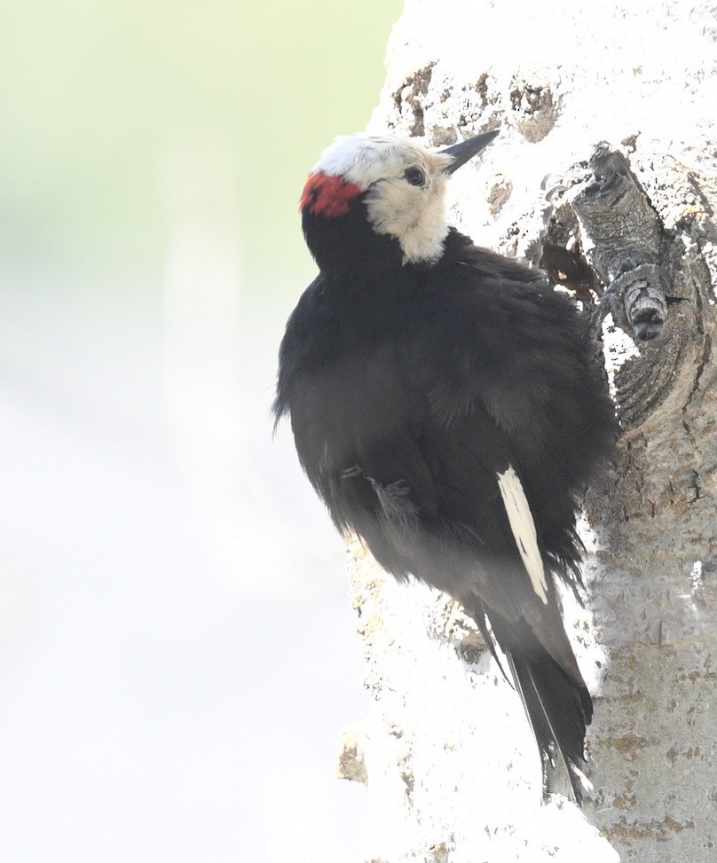 White-headed Woodpecker - ML573081691