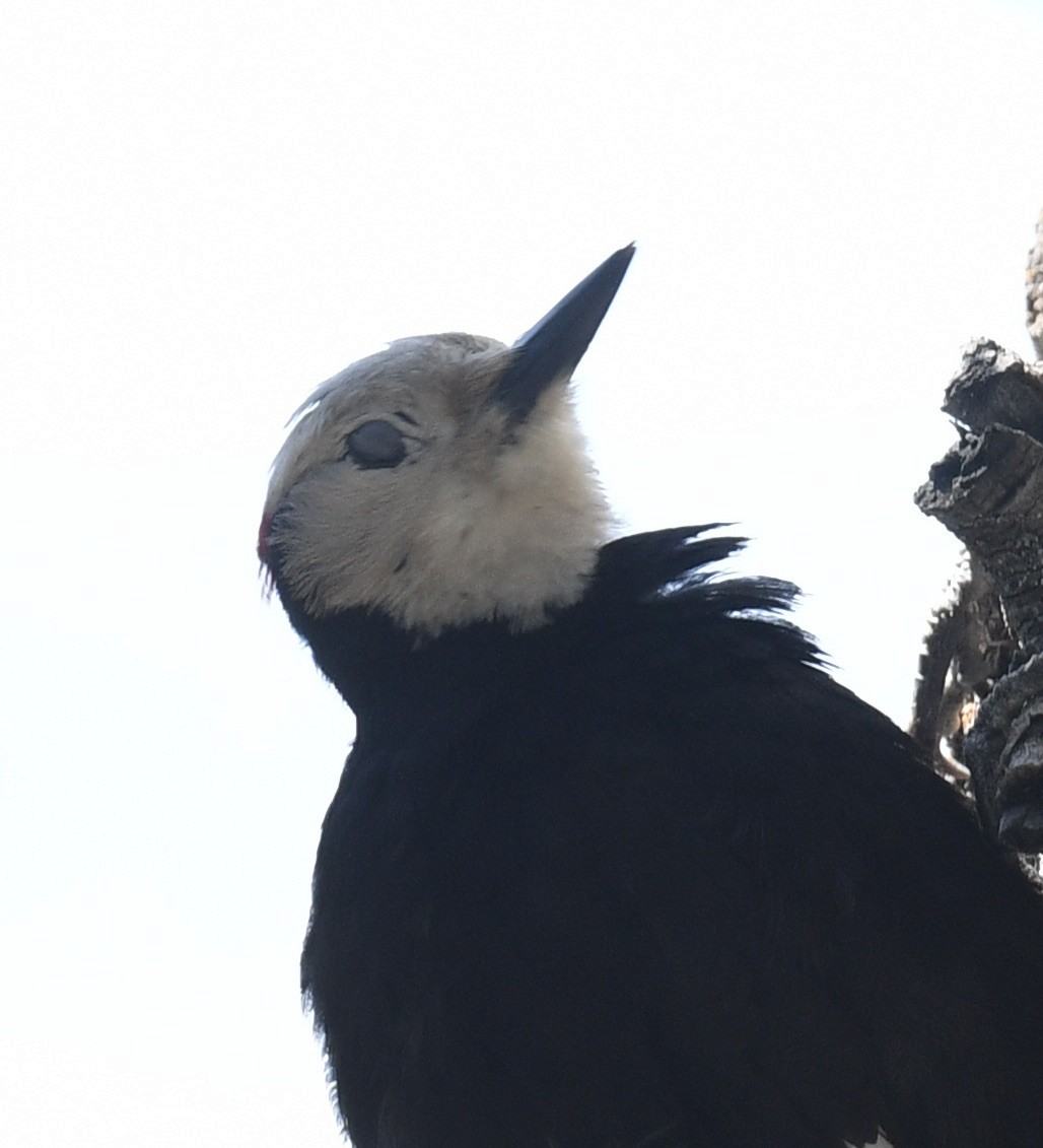 White-headed Woodpecker - ML573081701