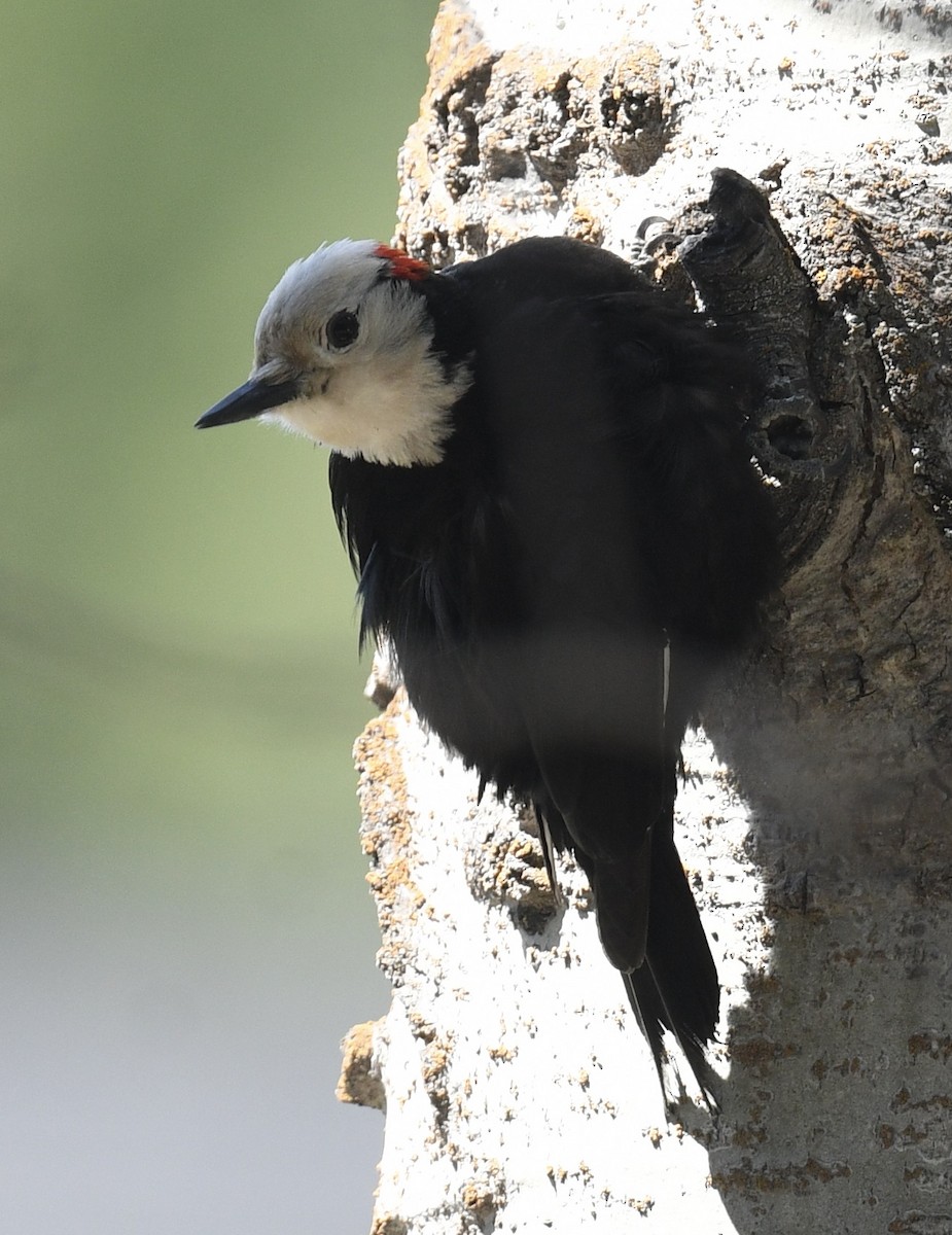 White-headed Woodpecker - ML573081711