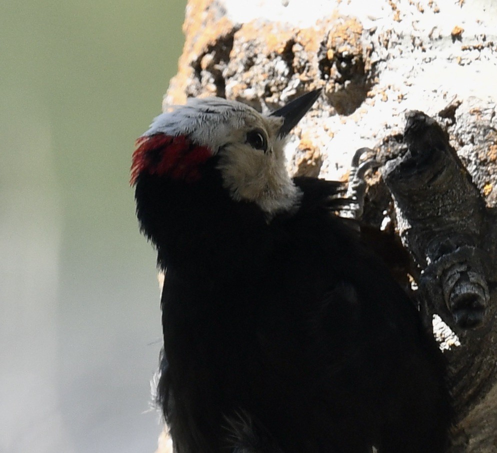 White-headed Woodpecker - ML573081721