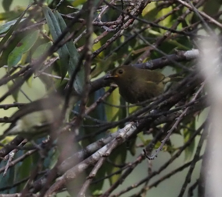 Streaked Berrypecker - ML573081761