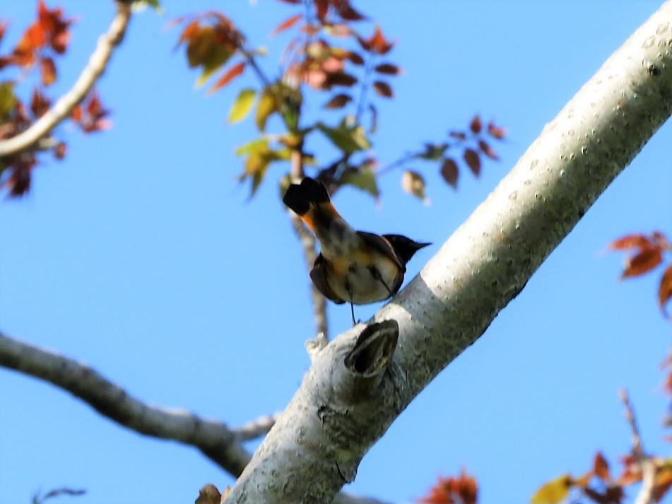 American Redstart - ML573082801