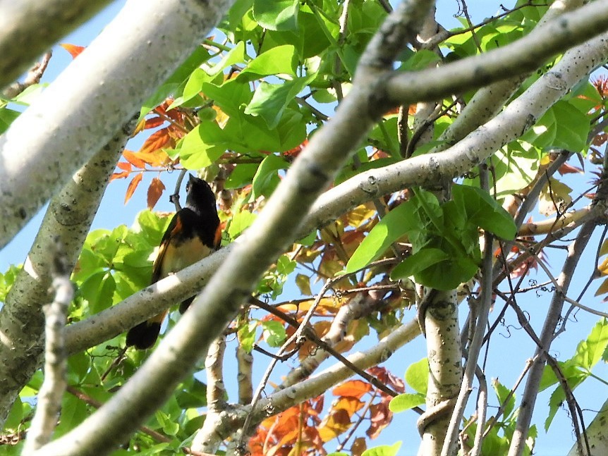 American Redstart - ML573082811