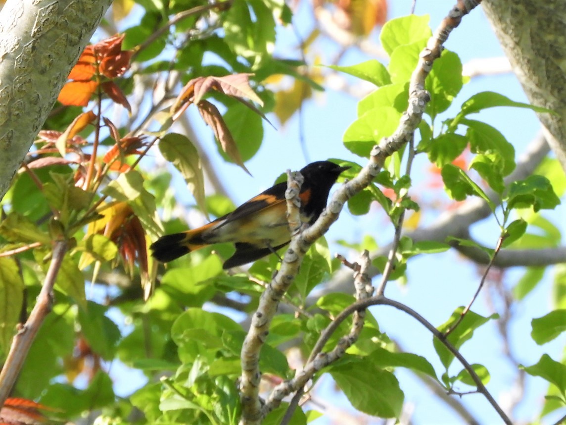 American Redstart - ML573082821