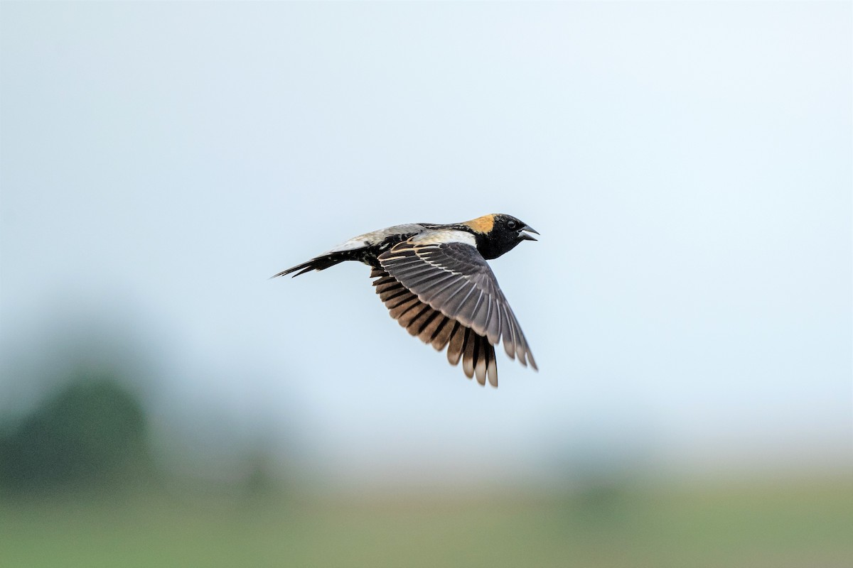 bobolink americký - ML573082891