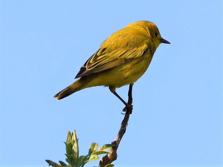 Yellow Warbler - ML573083131