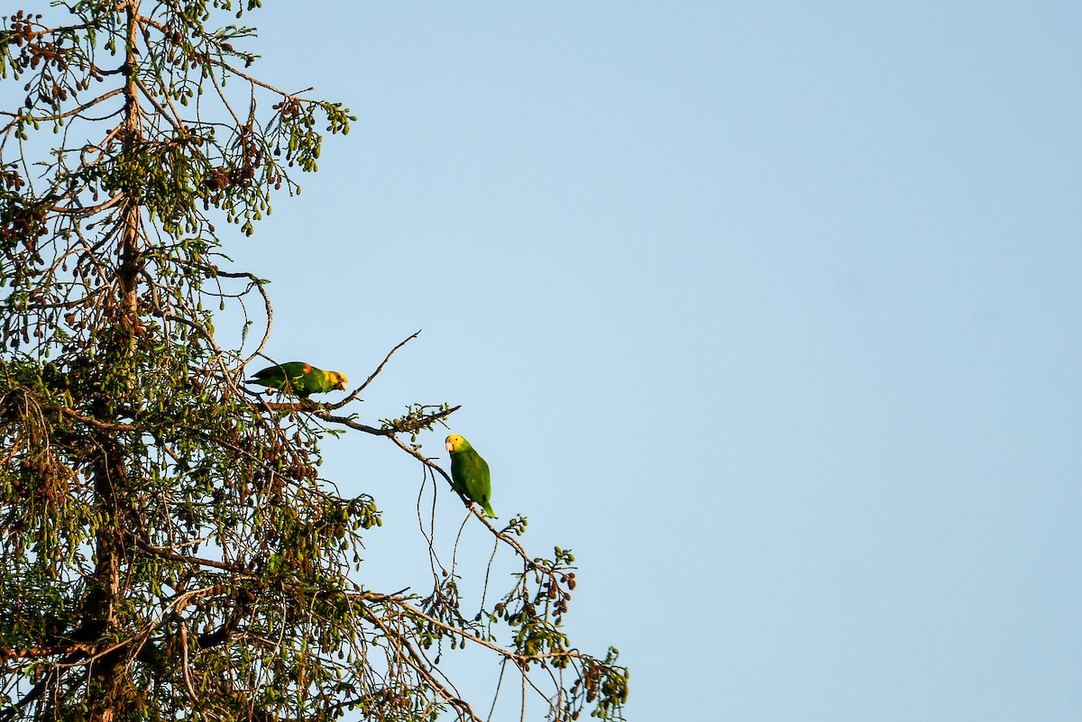 Yellow-headed Parrot - Raphaël Nussbaumer