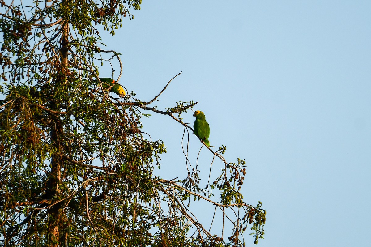 キガシラボウシインコ - ML573083751