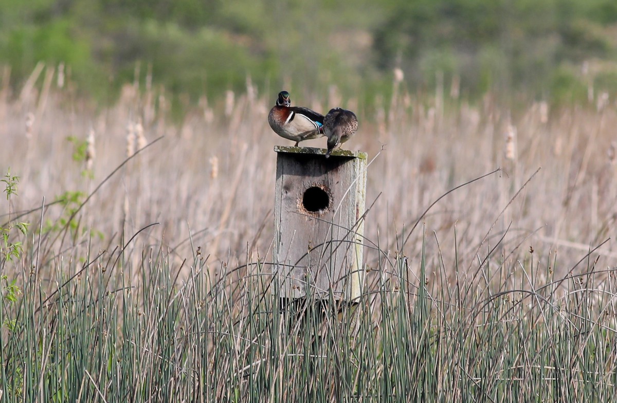 Wood Duck - ML573085521