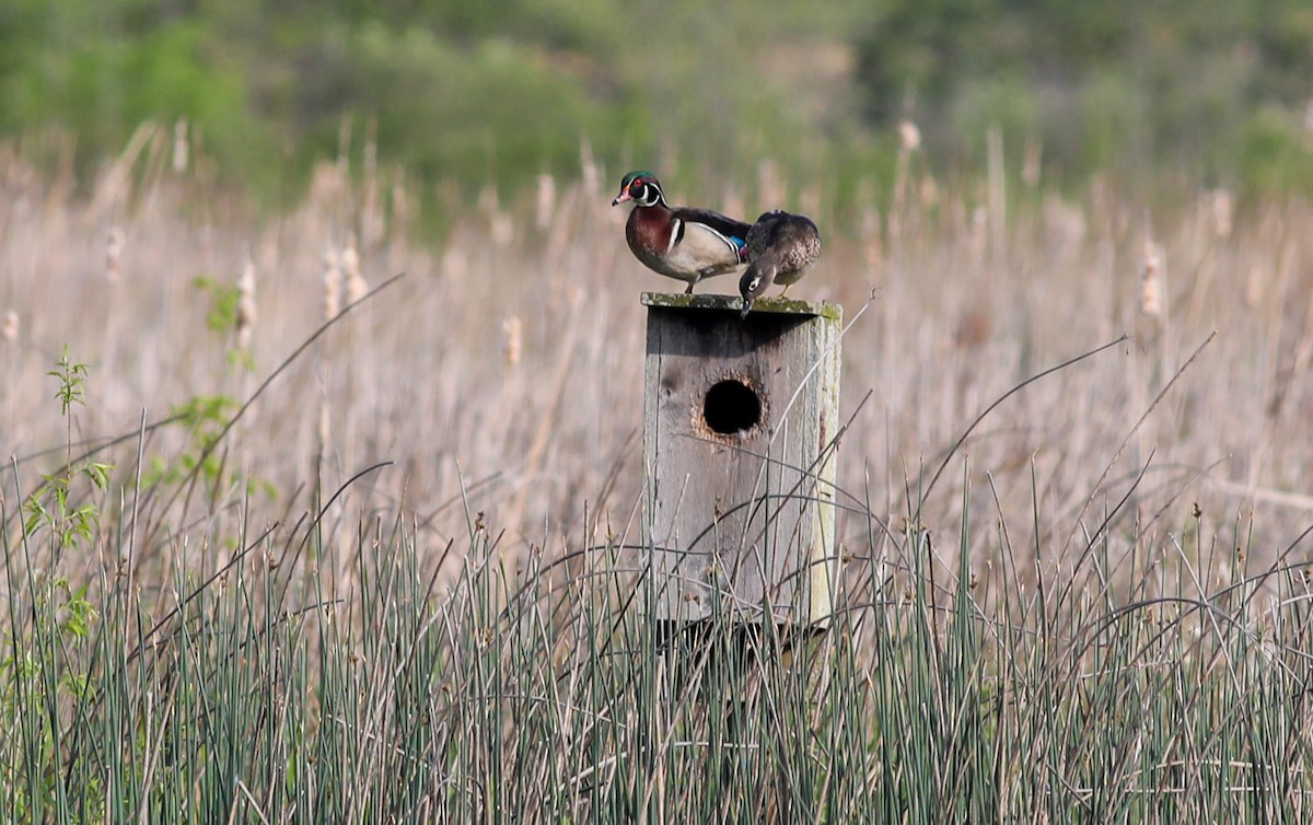 Wood Duck - ML573085531
