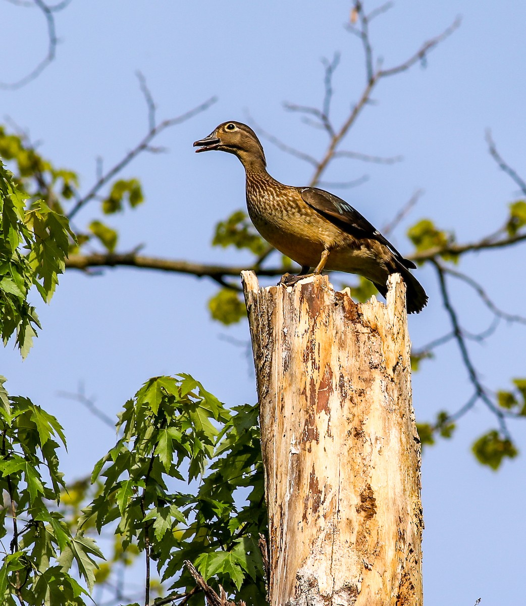 Wood Duck - ML573085541