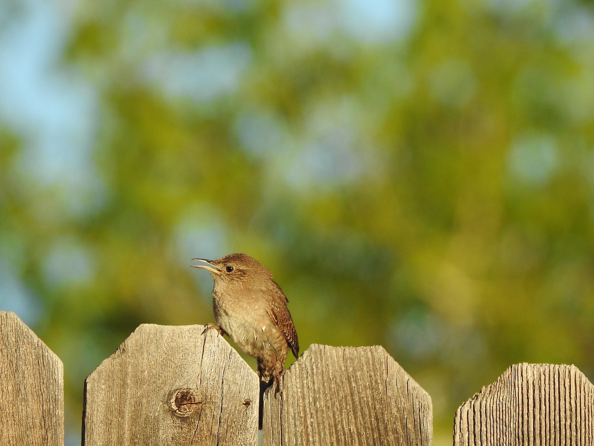 House Wren - ML573085781