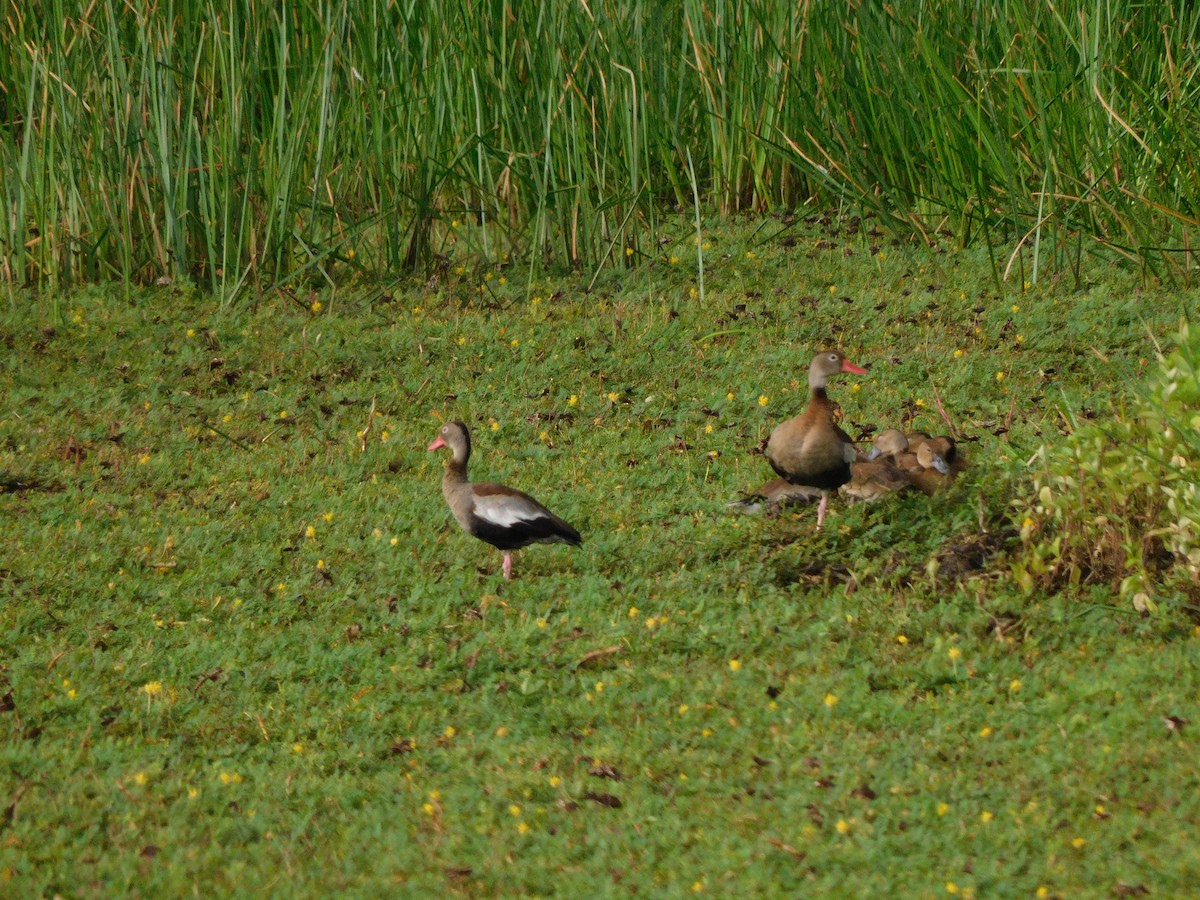 Black-bellied Whistling-Duck - ML573085831