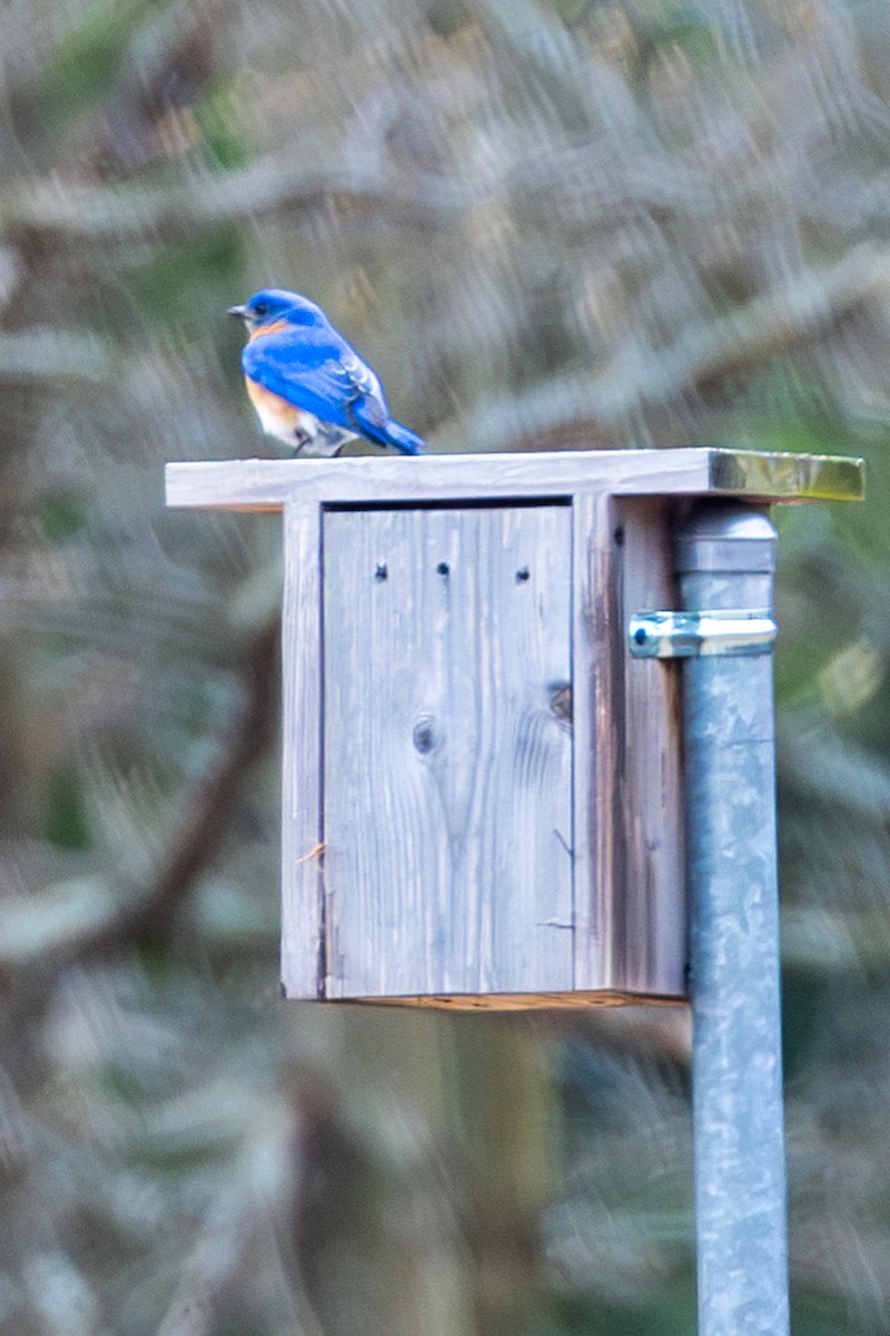 Eastern Bluebird - ML573085851