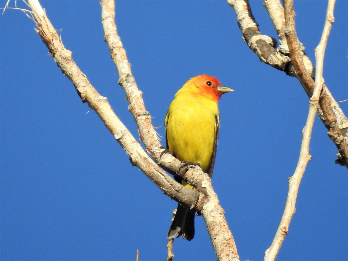 Western Tanager - ML573085881