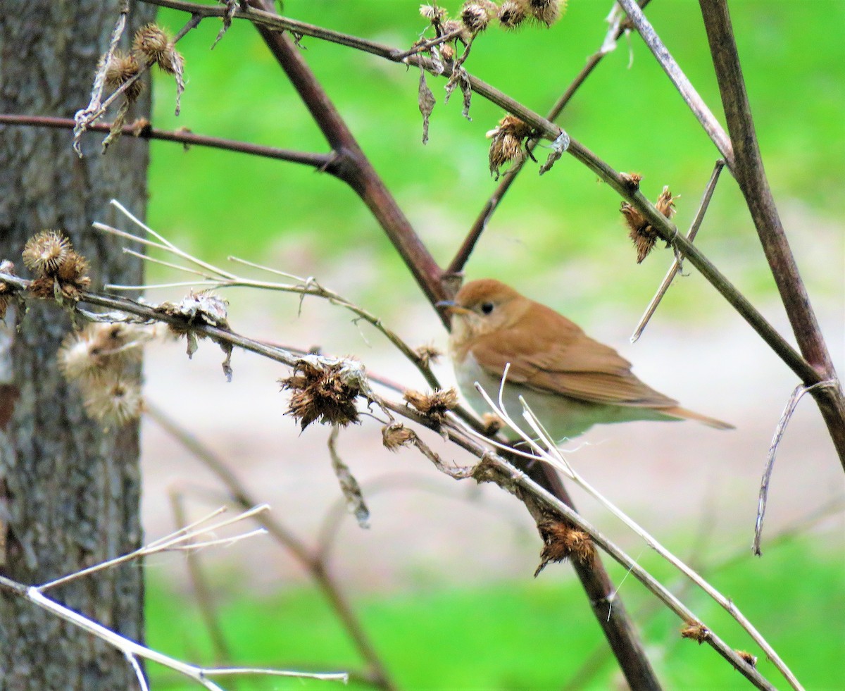 Veery - ML573087901