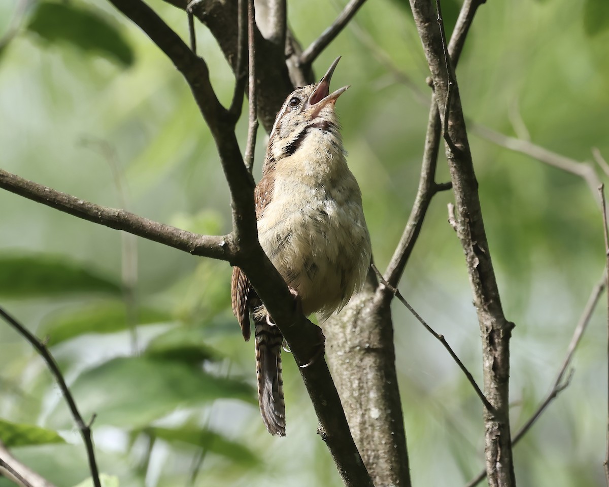 Carolina Wren - ML573088381